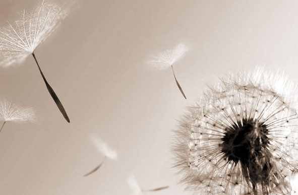 Rouwspecialist of geestelijk verzorger?